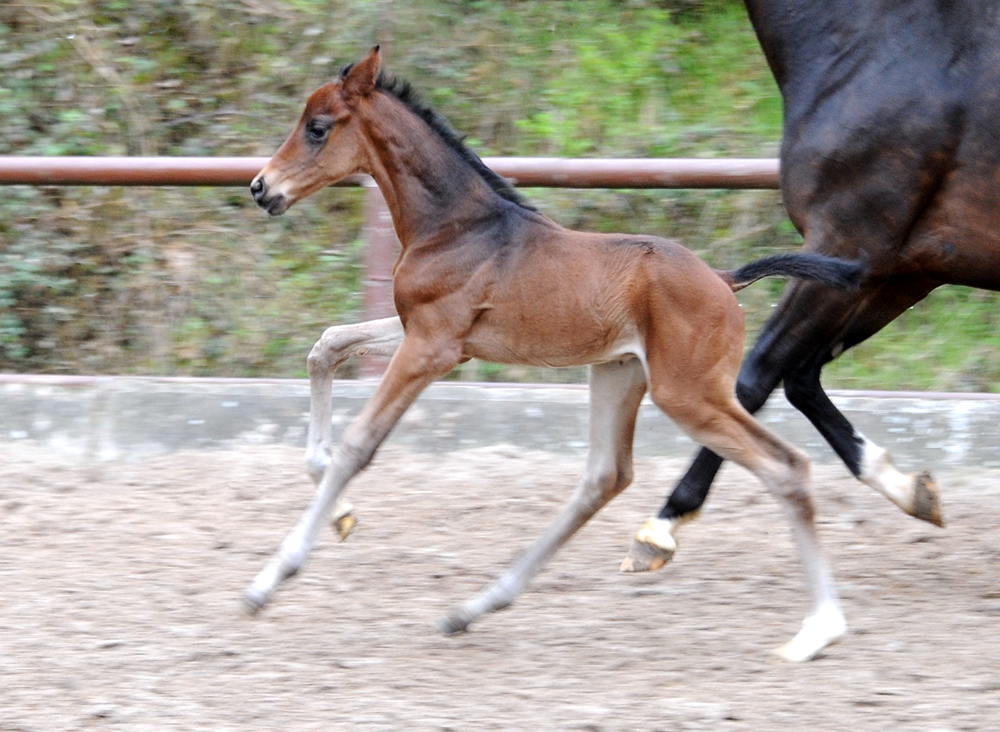 Oldenburger Hengstfohlen von Frst Toto u.d. Schwalbenflocke v. Sir Donnerhall I u.d. Schwalbendiva v. Totilas 
 - Trakehner Gestt Hmelschenburg - Beate Langels