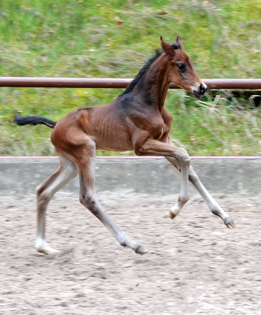 Impressionen - April 2023 - Trakehner Gestt Hmelschenburg  - Foto: Beate Langels