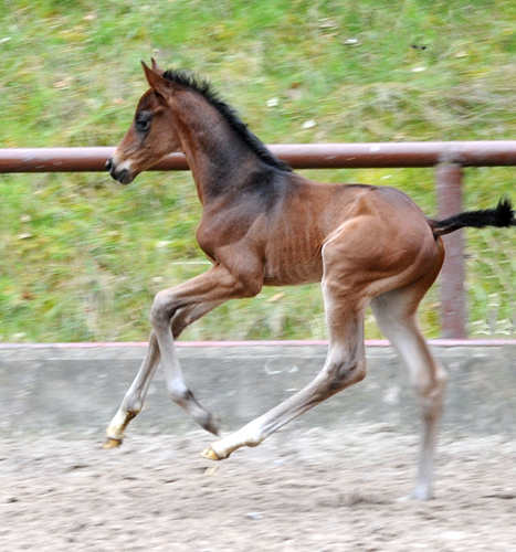 Colt by Frst Toto out of Schwalbenflocke by Sir Donnerhall I
 Trakehner Gestt Hmelschenburg - Beate Langels