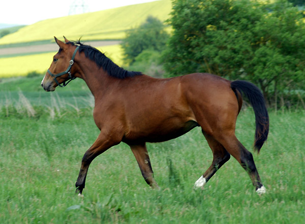 2jhriger Hengst von Axis u.d. Thirza v. Karon - Trakehner Gestt Hmelschenburg - Foto: Beate Langels