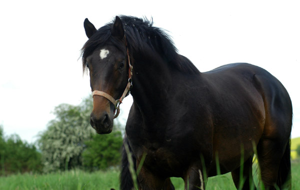 2jhriger Hengst von Meraldik u.d. Schwalbenflair v. Exclusiv - Trakehner Gestt Hmelschenburg - Foto: Beate Langels