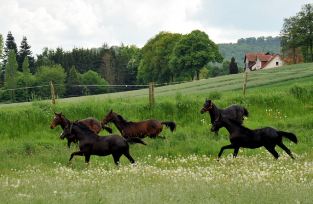 Unserer Jhrlingshengste -  Trakehner Gestt Hmelschenburg - Foto: Beate Langels