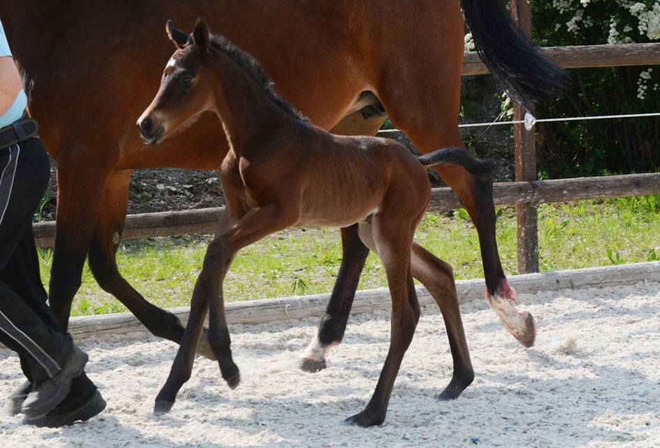 Trakehner Stutfohlen von Oliver Twist x Fiepes Winged xx, Foto: Luisa Klein