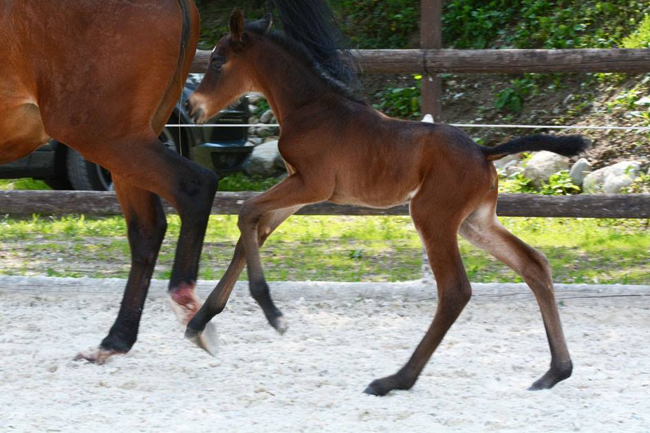 Trakehner Stutfohlen von Oliver Twist x Fiepes Winged xx, Foto: Luisa Klein