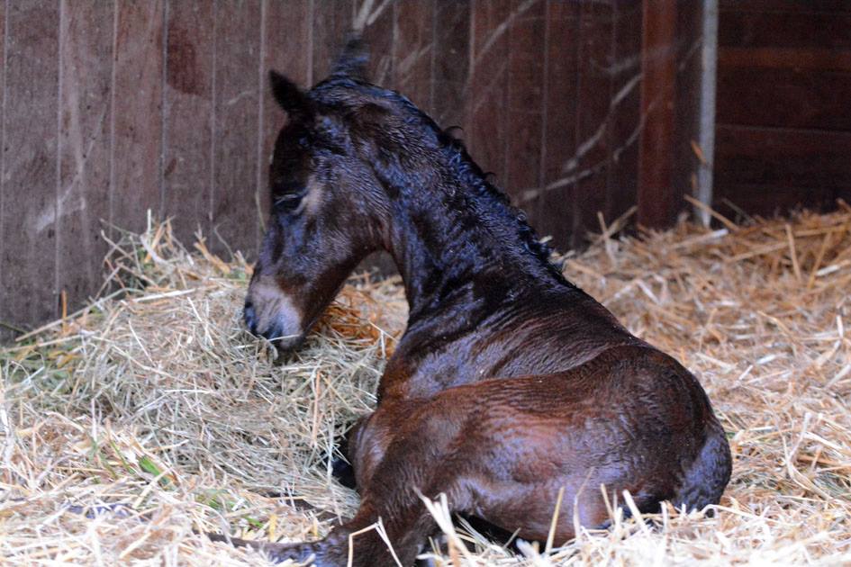 Trakehner Stutfohlen von Oliver Twist x Fiepes Winged xx, Foto: Luisa Klein