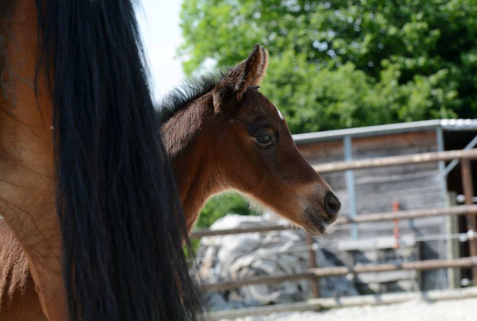 Trakehner Stutfohlen von Oliver Twist x Fiepes Winged xx, Foto: Luisa Klein