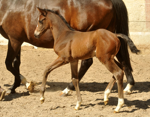 Trakehner Filly by Saint Cyr out of Premiummare Tavolara by Exclusiv - Gestt Hmelschenburg - Beate Langels