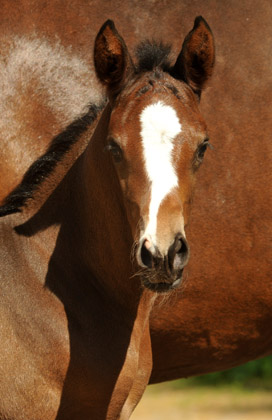 Trakehner Filly by Saint Cyr out of Premiummare Tavolara by Exclusiv- Gestt Hmelschenburg - Beate Langels