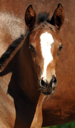 Trakehner Filly by Saint Cyr out of Premiummare Tavolara by Exclusiv - Gestt Hmelschenburg - Beate Langels