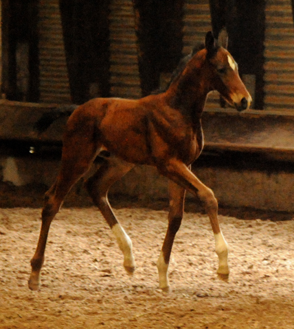 Oldenburger Colt by Oliver Twist out of Beloved by Kostolany - Foto: Beate Langels - Trakehner Gestt Hmelschenburg