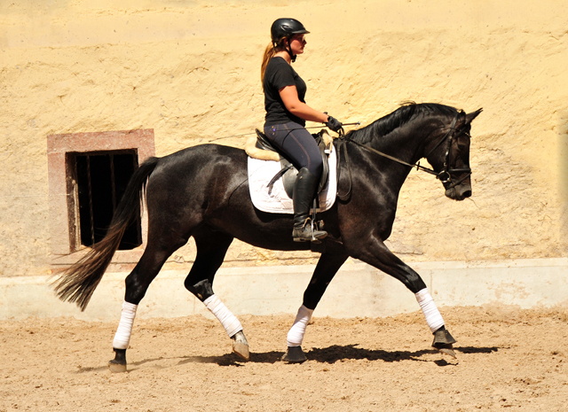 3jhriger Trakehner von Millenium - Foto: Beate Langels