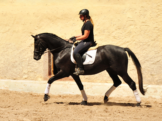 3jhriger Trakehner von Millenium - Foto: Beate Langels