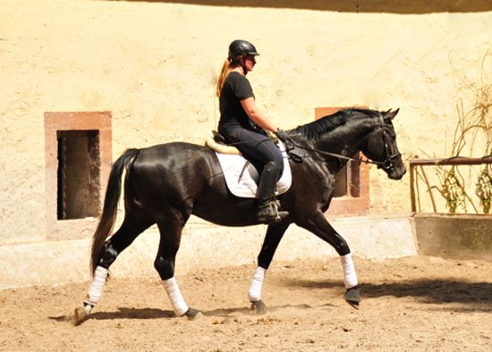 3jhriger Trakehner von Millenium - Foto: Beate Langels