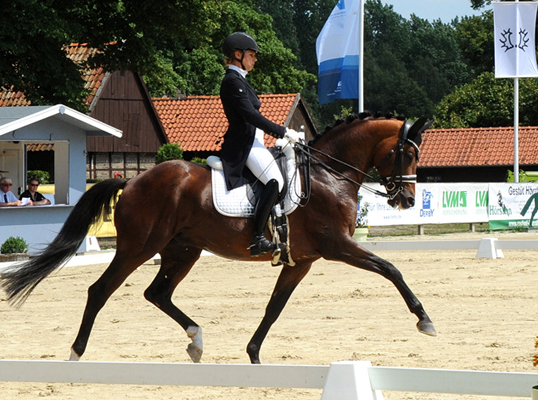 Juli 2022 - Trakehner Gestt Hmelschenburg  - Foto: Beate Langels