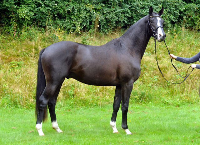 Hengst von Shavalou u.d. Gracia Patricia v. Alter Fritz u.d. Elitestute Gloriette v. Kostolany