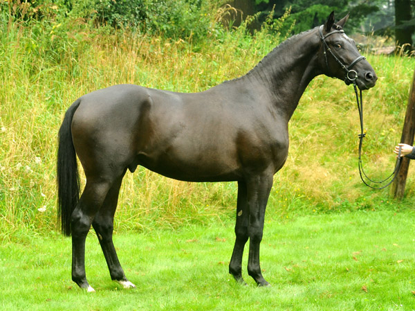 Zweijhriger Trakehner Hengst von Songline u.d. Eisknigin v. Trocadero - im August 2012, Foto Beate Langels