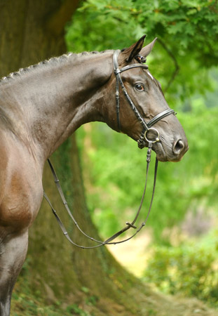 Zweijhriger Trakehner Hengst von Songline u.d. Eisknigin v. Trocadero - im August 2012, Foto Beate Langels
