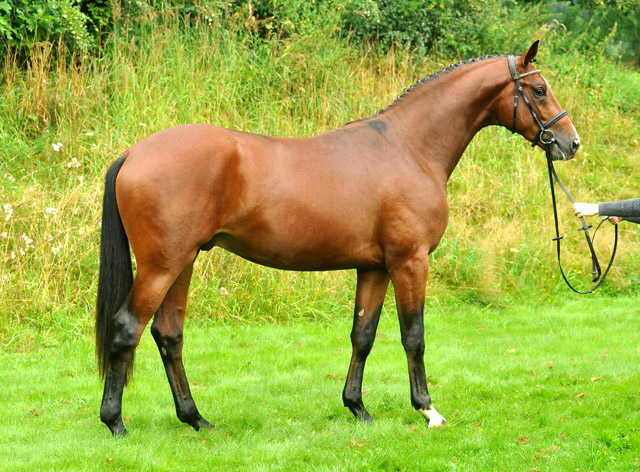 2jhriger Hengst von Freudenfest u.d. Pr.u.StPrSt. Tavolara v. Exclusiv  - Foto: Beate Langels - Trakehner Gestt Hmelschenburg