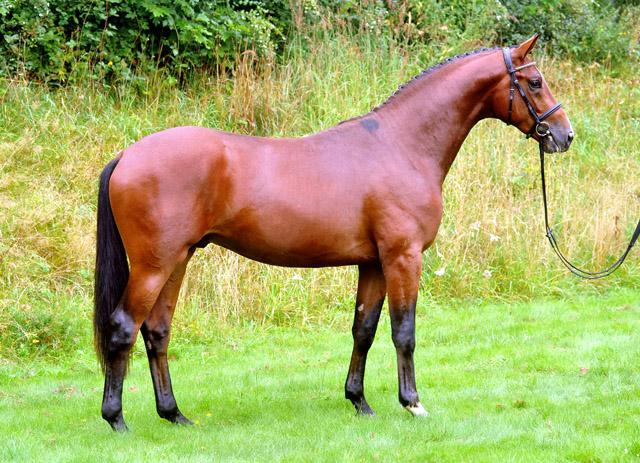 2jhriger Hengst von Freudenfest u.d. Pr.u.StPrSt. Tavolara v. Exclusiv  - Foto: Beate Langels - Trakehner Gestt Hmelschenburg