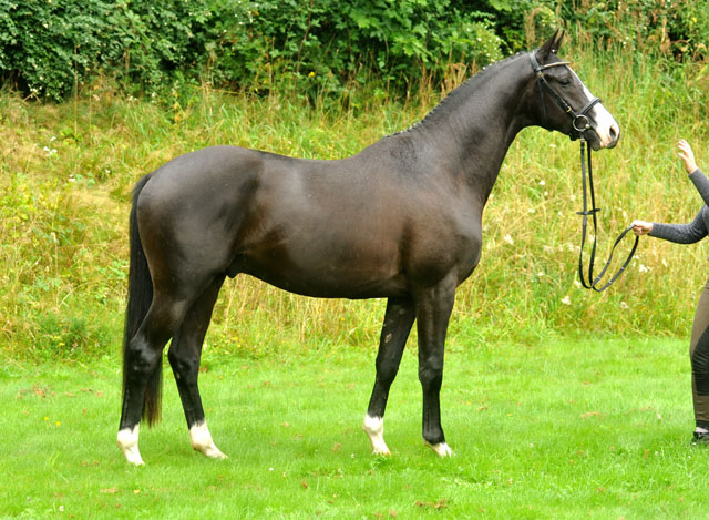 Hengst von Shavalou u.d. Gracia Patricia v. Alter Fritz u.d. Elitestute Gloriette v. Kostolany