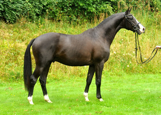 Hengst von Shavalou u.d. Gracia Patricia v. Alter Fritz u.d. Elitestute Gloriette v. Kostolany