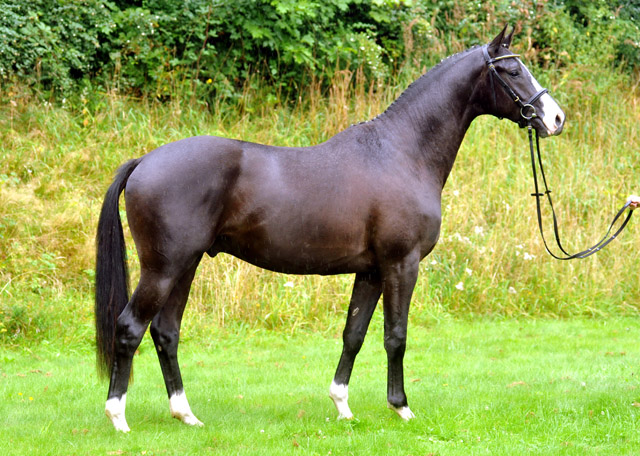 Hengst von Shavalou u.d. Gracia Patricia v. Alter Fritz u.d. Elitestute Gloriette v. Kostolany