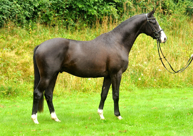 Hengst von Shavalou u.d. Gracia Patricia v. Alter Fritz u.d. Elitestute Gloriette v. Kostolany