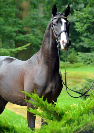 Hengst von Shavalou u.d. Gracia Patricia v. Alter Fritz u.d. Elitestute Gloriette v. Kostolany