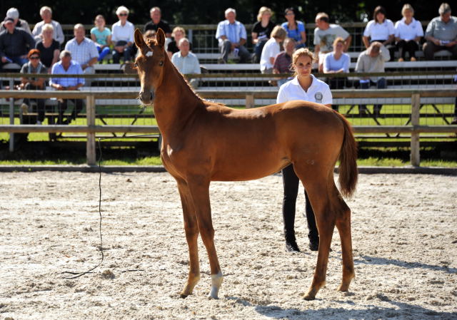 Trakehner Stutfohlen von Freudenfest u.d. StPrSt. Grand Dame v. Kennedy, Foto: Beate Langels