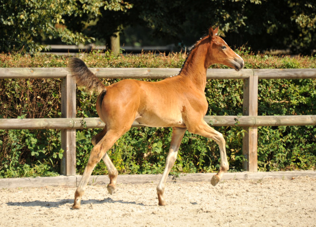 Trakehner Stutfohlen von Freudenfest u.d. Waluna v. Uckermrcker - Helikon xx, Foto: Beate Langels