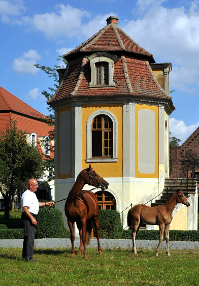 Trakehner Stutfohlen von Freudenfest u.d. Waluna v. Uckermrcker - Helikon xx, Foto: Beate Langels