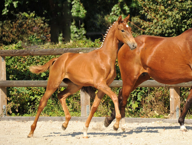 Trakehner Stutfohlen von Freudenfest u.d. StPrSt. Grand Dame v. Kennedy, Foto: Beate Langels
