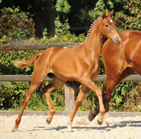 Stutfohlen von Freudenfest u.d. Grand Dame v. Kennedy