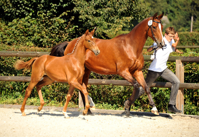 Trakehner Stutfohlen von Freudenfest u.d. StPrSt. Grand Dame v. Kennedy, Foto: Beate Langels