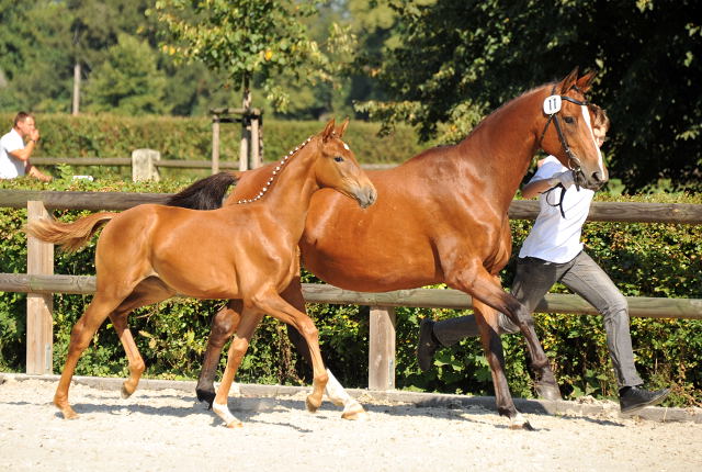 Trakehner Stutfohlen von Freudenfest u.d. StPrSt. Grand Dame v. Kennedy, Foto: Beate Langels