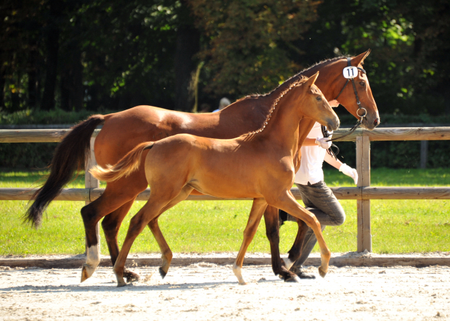 Trakehner Stutfohlen von Freudenfest u.d. StPrSt. Grand Dame v. Kennedy, Foto: Beate Langels
