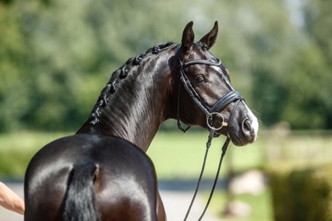Grappa Nero - Trakehner Hengst von Imhotep u.d. Gracia Patricia v. Alter Fritz u.d. Elitestute Gloriette v. Kostolany - Foto: Guido Rekie - 
Gestt Schplitz