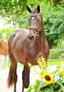 Impressionen vom August 2021 - Trakehner Gestt Hmelschenburg  - Foto: Beate Langels