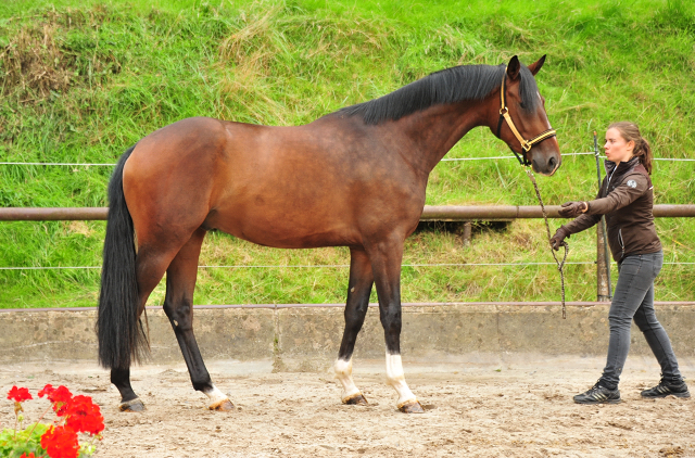 3jhriger  Trakehner Wallach von Bystro - Trakehner Gestt Hmelschenburg - Foto: Beate Langels