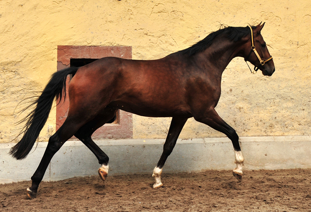 3jhriger  Trakehner Wallach von Bystro - Trakehner Gestt Hmelschenburg - Foto: Beate Langels