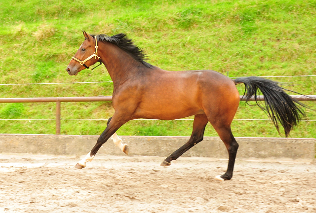 3jhriger  Trakehner Wallach von Bystro - Trakehner Gestt Hmelschenburg - Foto: Beate Langels