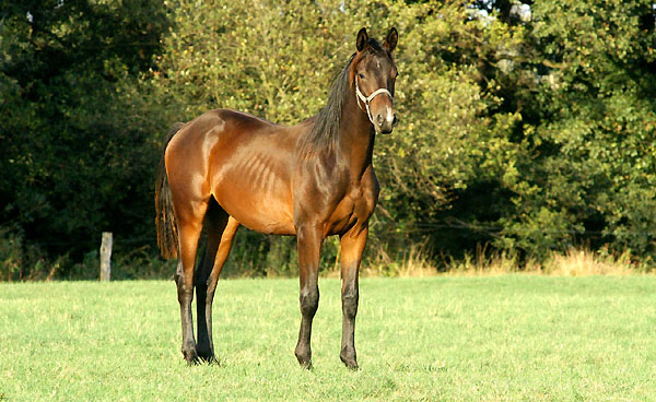 Jhrlingshengst v. Summertime u.d. Greta Garbo v. Alter Fritz - Trakehner Gestt Hmelschenburg - Foto: Beate Langels