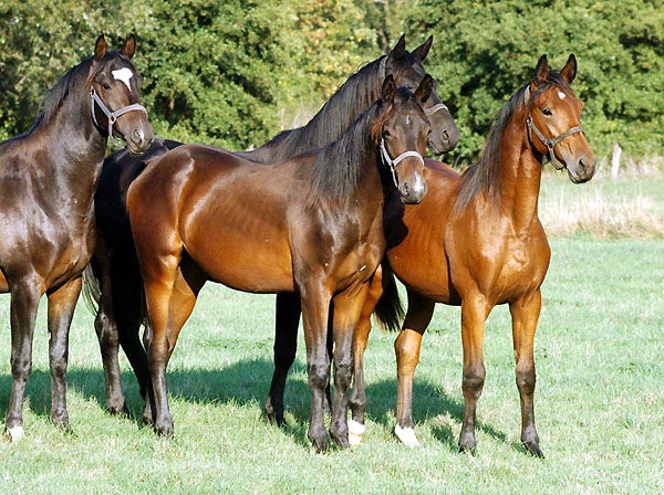 Zweijhrige und Jhrlingshengste - Trakehner Gestt Hmelschenburg - Foto: Beate Langels