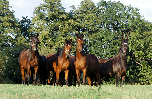 Trakehner Gestt Hmelschenburg - Foto: Beate Langels