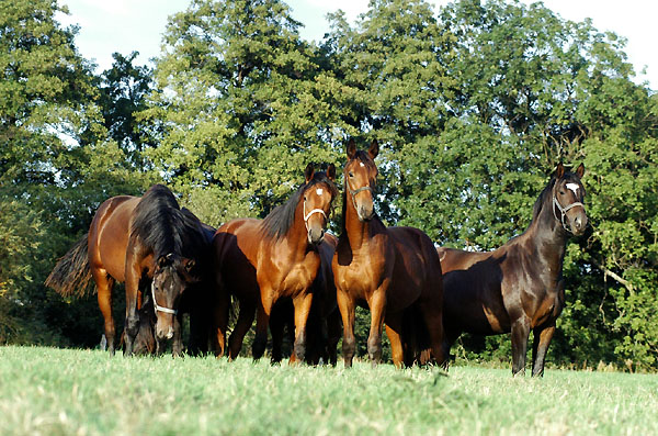  Trakehner Gestt Hmelschenburg - Foto: Beate Langels