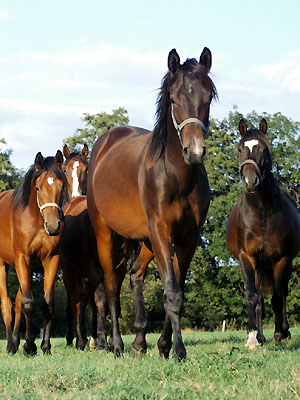 vorn: Jhrlingshengst v. Summertime u.d. Greta Garbo v. Alter Fritz - Trakehner Gestt Hmelschenburg - Foto: Beate Langels