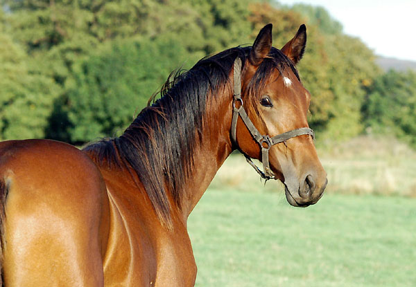 Jhrlingshengst von Showmaster x Tuareg, Foto: Beate Langels, Trakehner Gestt Hmelschenburg