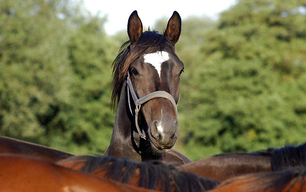 Fridolyn v. Freudenfest x Kostolany - Trakehner Gestt Hmelschenburg - Foto: Beate Langels