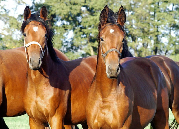 Jhrlingshengste v. Summertime und Showmaster - Trakehner Gestt Hmelschenburg - Foto: Beate Langels