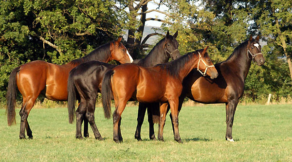 Ein- u. Zweijhrige - Trakehner Gestt Hmelschenburg - Foto: Beate Langels